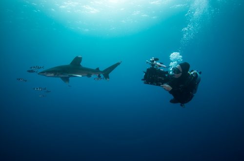 Scuba diver swimming with white tip shark (Carcharhinus longimanus) and pilot fish, underwater view,