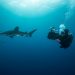 Scuba diver swimming with white tip shark (Carcharhinus longimanus) and pilot fish, underwater view,